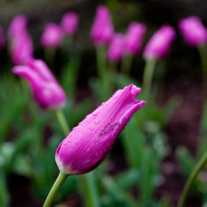 Flowers growing in nature